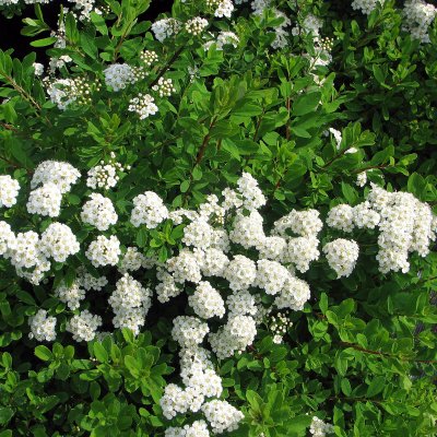 Spiraea nipponica Snowmound, Girlandspirea