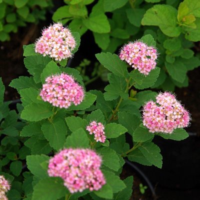 Spiraea densiflora
