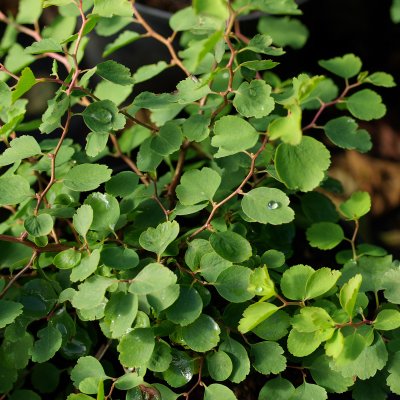 Spiraea trilobata (triloba), Sibirisk Spirea