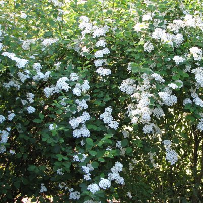 Spiraea x vanhouttei, Bukettspirea