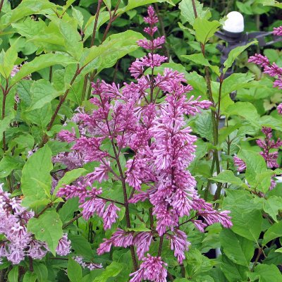 Syringa josikaea Måttsund
