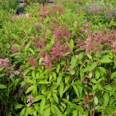 Syringa josikaea Måttsund