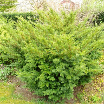 Taxus media Densiformis, Idegran, 40-50 C3,5