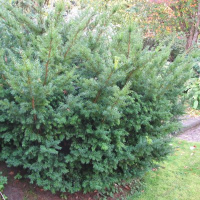Taxus media Densiformis, Idegran, 40-50 C3,5