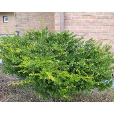 Taxus x media Farmen, Hybrididegran, 40-50 C3,5