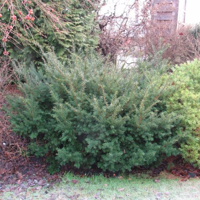 Taxus x media Farmen, Hybrididegran, 40-50 C3,5