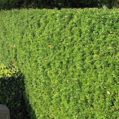 Taxus x media Hillii, Hybrididegran