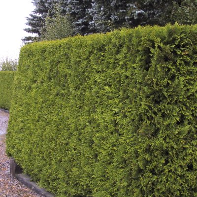 Thuja occidentalis Brabant, Tuja - Rotklump