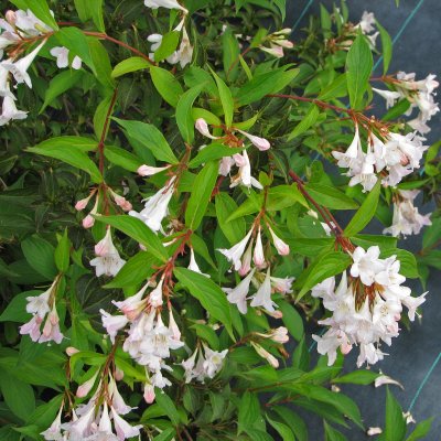 Weigela White Knight
