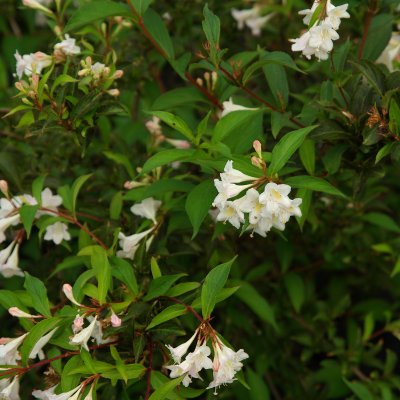 Weigela White Knight