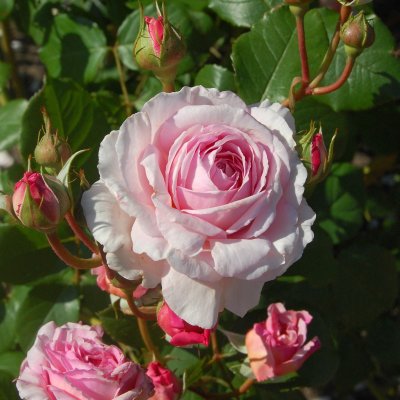 austin James Galway (Auscrystal), Engelsk Buskros, C6