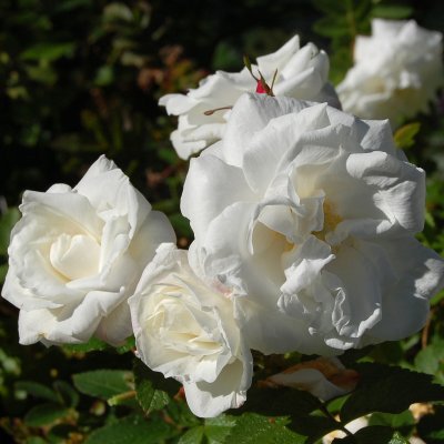 rugosa Marie Bugnet, Kanadensisk Buskros, C4