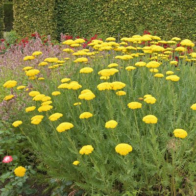 Achillea filipendulina Parker´s Variety