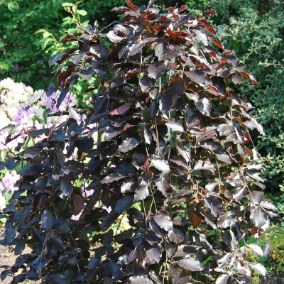 Fagus sylvatica Purpurea Pendula, Hängblodbok