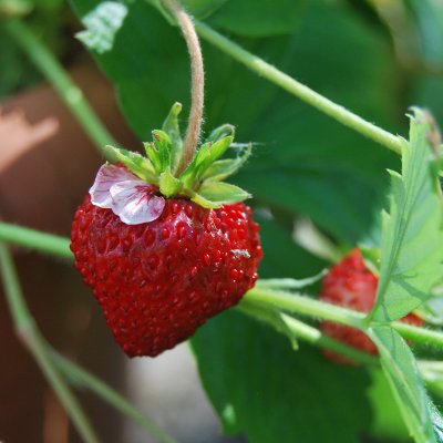 Fragaria vesca Rödluvan, Smultron