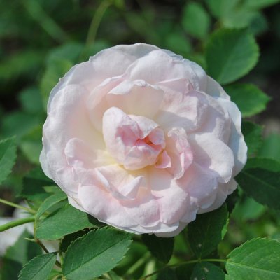 Morden Blush, Kanadensisk Buskros, C4
