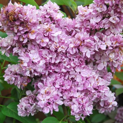 Syringa vulgaris Prince Wolkonsky, Ädelsyren, 40-50 C3