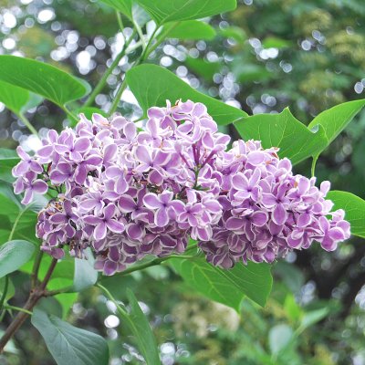 Syringa vulgaris Sensation, Ädelsyrén