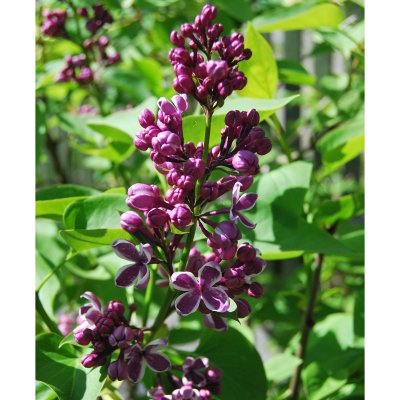 Syringa vulgaris Sensation, Ädelsyrén