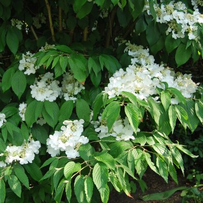 Viburnum plicatum f. tomentosum Mariesii, Japanskt Olvon