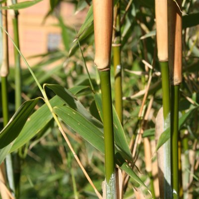 Fargesia murielae Jumbo, Bergbambu
