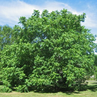 Juglans ailantifolia Fk Björkdal