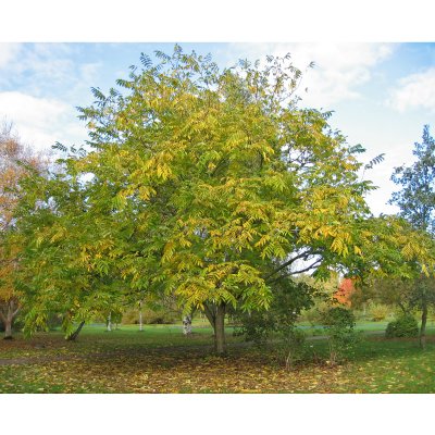Juglans ailantifolia Fk Björkdal