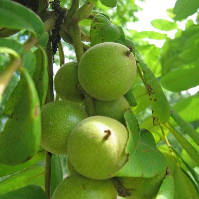 Juglans ailantifolia