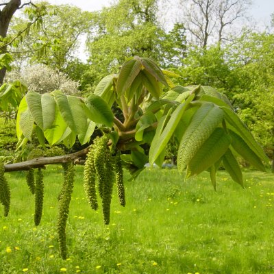 Juglans ailantifolia