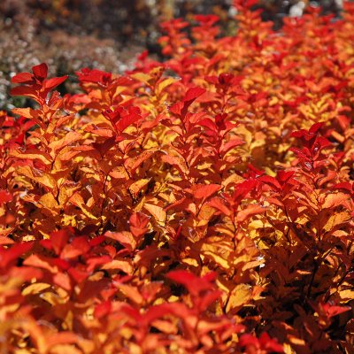 Spiraea densiflora