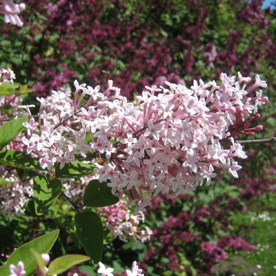 Syringa microphylla Superba, Småbladig Syrén