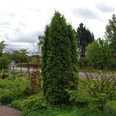 Thuja occidentalis Holmstrup (Holmstrupii), Tuja, 30-35 C2