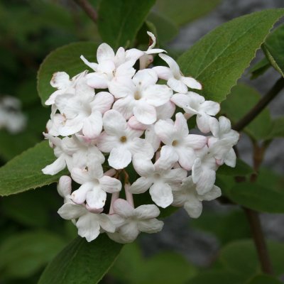 Viburnum carlesii