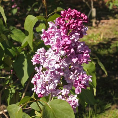 Syringa vulgaris Prince Wolkonsky, Ädelsyren, 40-50 C3