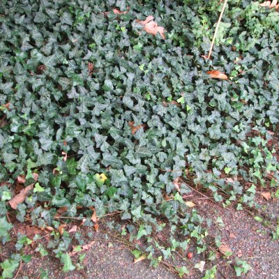 Hedera helix Baltica