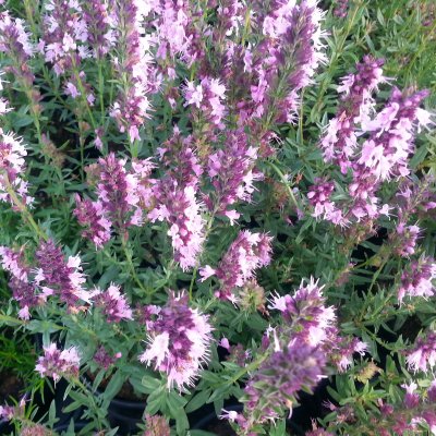 Hyssopus officinalis Roseus, Isop