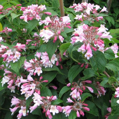 Kolkwitzia amabilis Pink Cloud, Paradisbuske