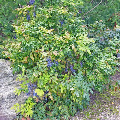 Mahonia aquifolium