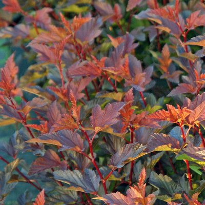 Physocarpus opulifolius Diable D´ Or´ ® (Mindia), Smällspirea