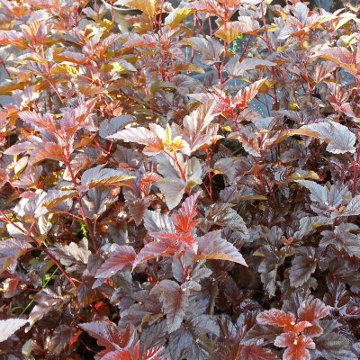 Physocarpus opulifolius Lady in Red ®