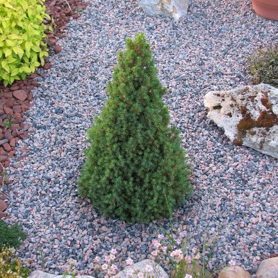 Picea glauca Laurin, Liten Sockertoppsgran