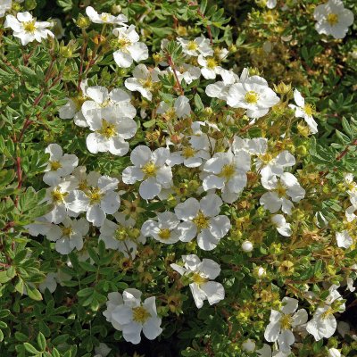Dasiphora fruticosa Sandved