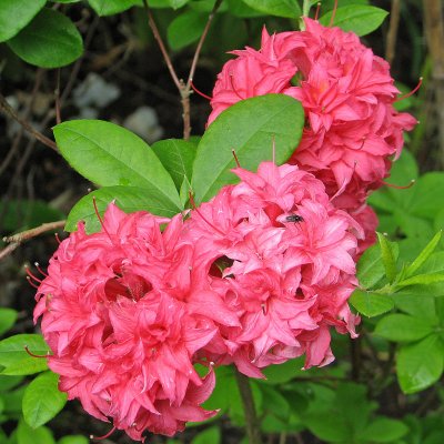 Rhododendron Knap Hill Homebush, Azalea, 40-50 C5