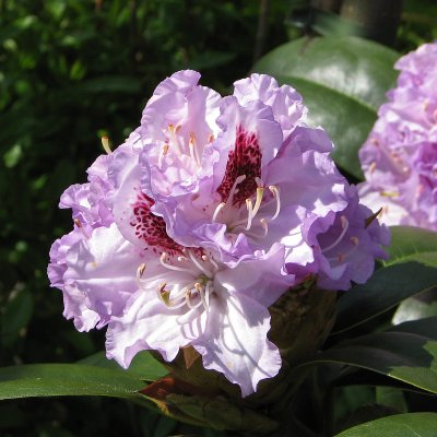 Rhododendron cataw. Blue Peter