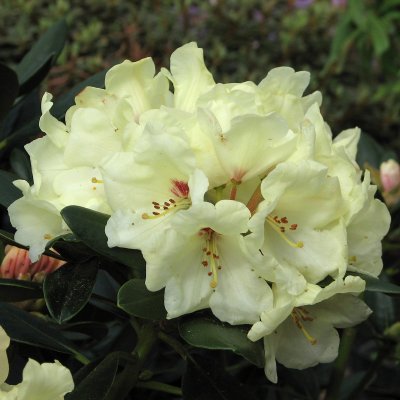 Rhododendron yak. Flava, Rododendron