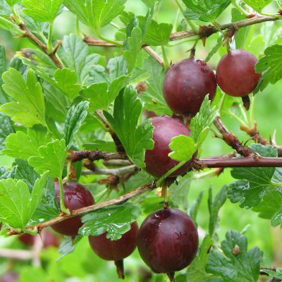 Ribes grossularia Hinnonmäki Röd, Röda Krusbär, stam co