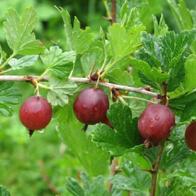 Ribes grossularia Hinnonmäki Röd, Röda Krusbär