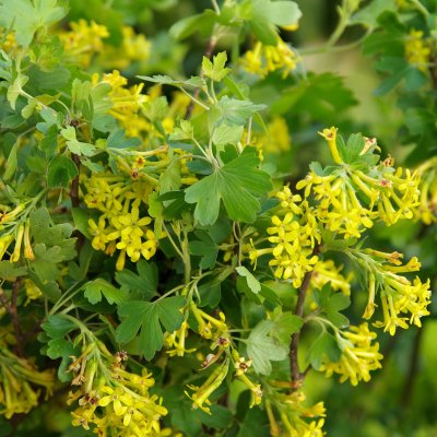 Ribes aureum
