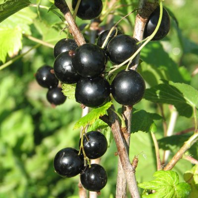 Ribes nigrum Intercontinental ®, Svarta Vinbär, busk C3,5