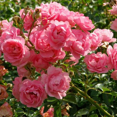 polyantha Sommerwind ® (Göteborgs Posten, Korlanum), Marktäckarros, C4
